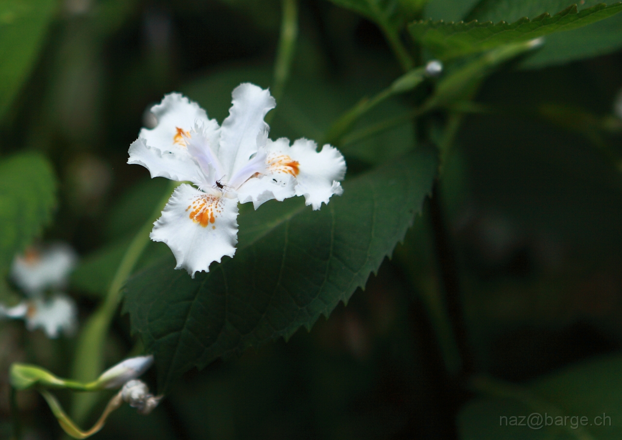 EOS 5D Mark II16_04_20135214.JPG